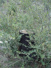 quercus agrifolia